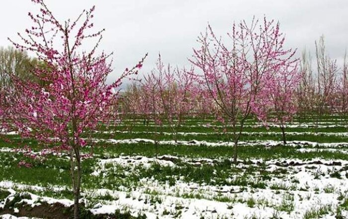 سرمای بهاره تهدیدی برای محصولات کشاورزی / سامانه هوشمندسازی پای کارآمد