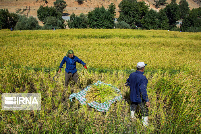رشد اقتصادی در بخش کشاورزی مازندران؛ به شرطها و شروطها