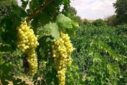 ملایر مهیای سرمایه‌گذاری در تنوع‌بخشی به فرآورده‌های انگور