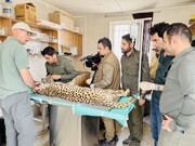 ابهام درباره صلاحیت دامپزشک خارجی طرح جلوگیری از انقراض یوزپلنگ آسیایی