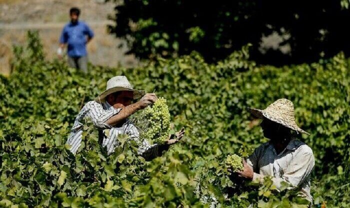 ملایر مهیای سرمایه‌گذاری در تنوع‌بخشی به فرآورده‌های انگور