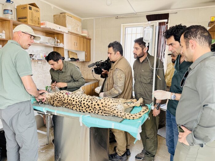 خبرهای ناامیدکننده از توان باروری یوزهای «فیروز» و «ایران»