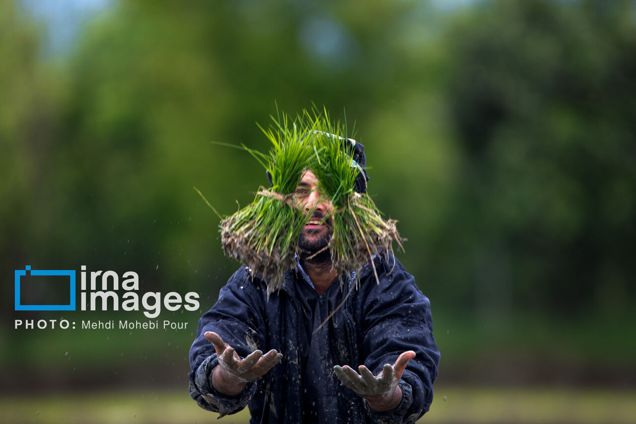 ۸۲ درصد از اراضی شالیزاری بابل نشاکاری شد