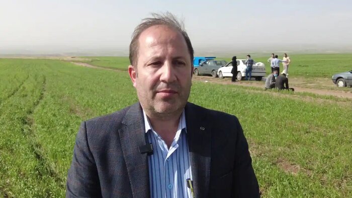 مدیر جهاد کشاورزی مراغه از مبارزه با سن گندم در گندمزارهای این شهرستان خبر داد