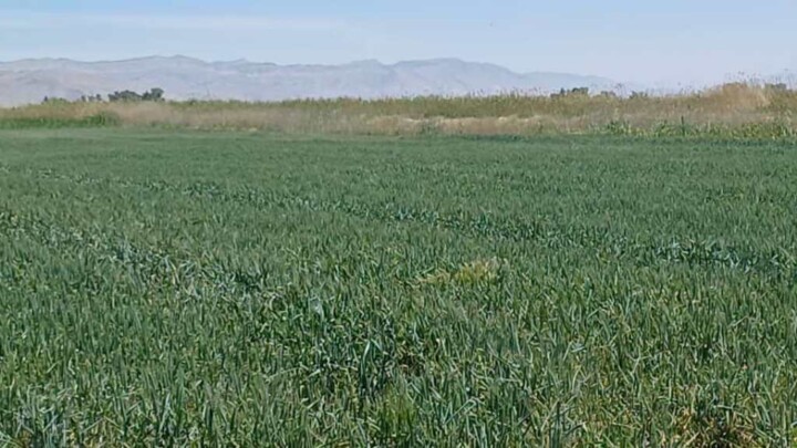 تکمیل شبکه آبیاری خدا آفرین  با اشتغال ۴۰ هزار نفر در استان اردبیل