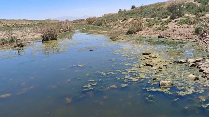 از فاضلاب تا نان؛ داستان پنهان مزارع شرق شیراز+ فیلم