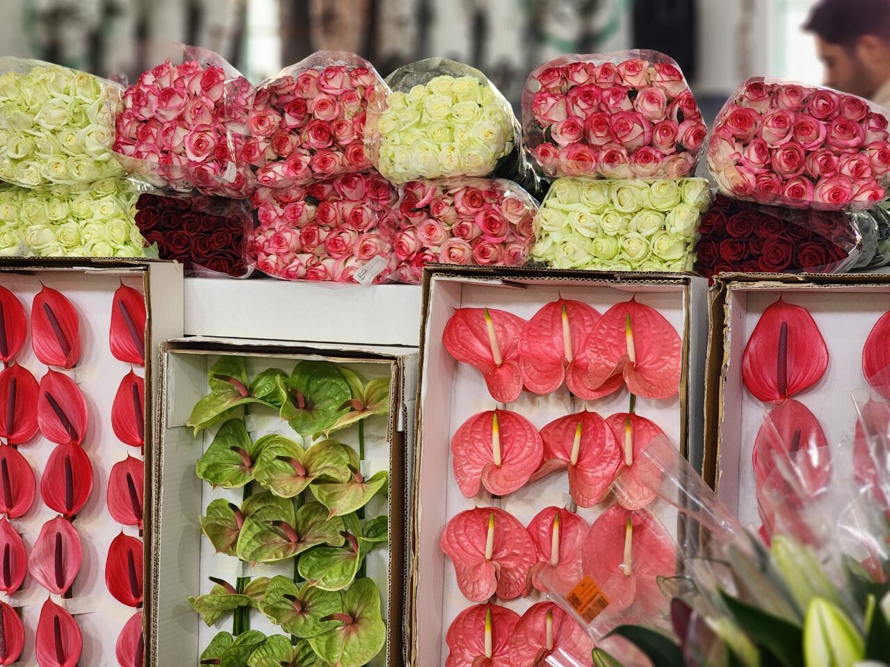اهدای ٣۵٠ هزار شاخه گل توسط گلگاران پاکدشت به حرم مطهر رضوی