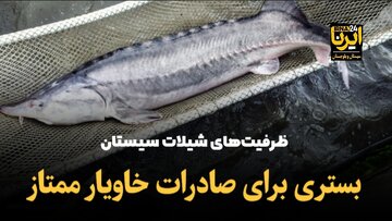 فیلم | ظرفیت‌های شیلات منطقه سیستان، بستری برای صادرات خاویار