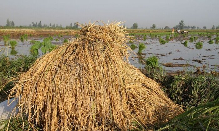 تداوم بیتوجهیها به بیمه محصولات کشاورزی در مازندران