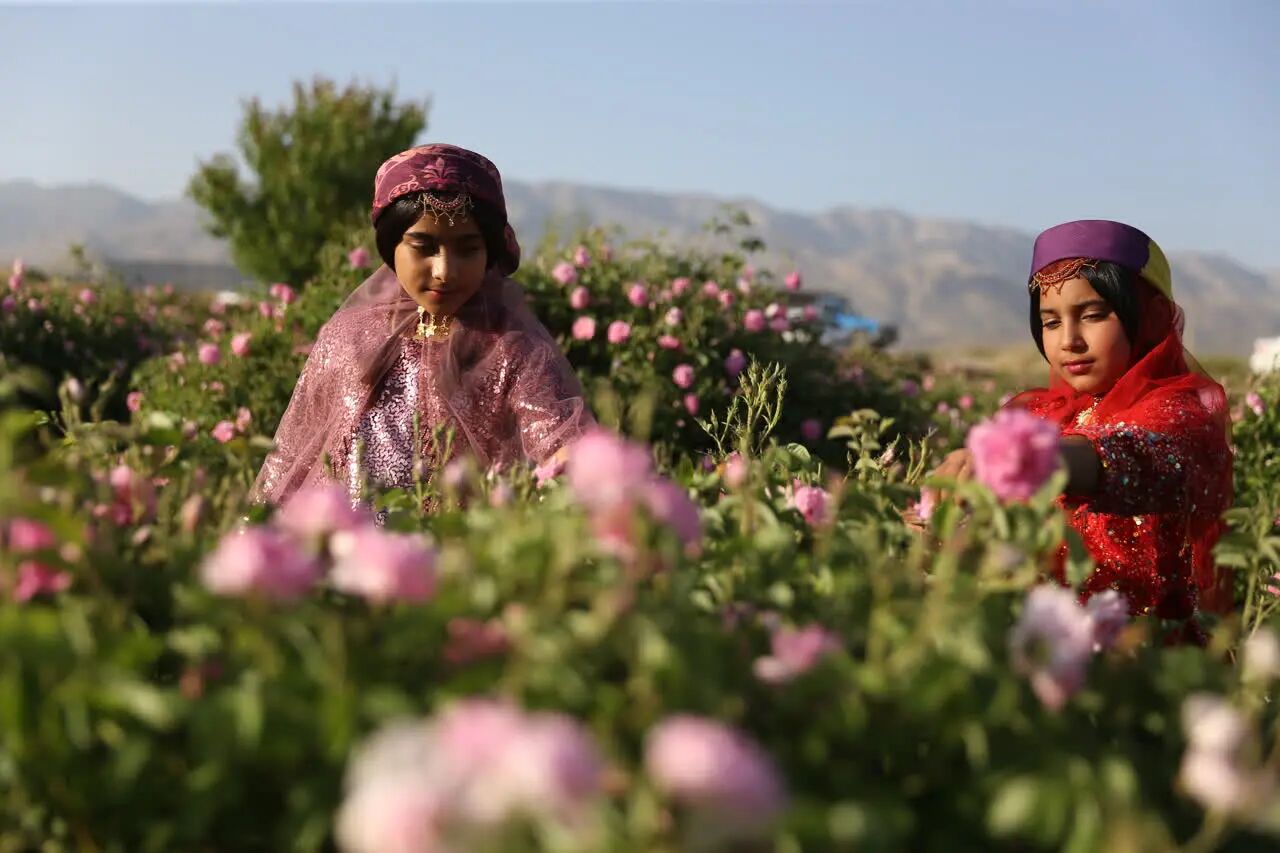 میمند در رقص گل‌های محمدی؛ جشنواره‌ای که تاریخ را عطرآگین می‌کند