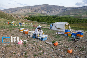 Apicultura en Irán