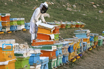 Apicultura en Irán