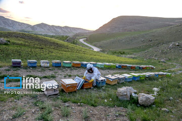 Apicultura en Irán
