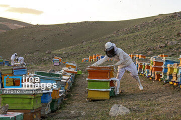 Apicultura en Irán