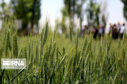 نیاز فوری به ۱۲۰ میلیارد ریال برای سمپاشی مزارع غلات خراسان‌شمالی
