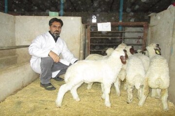 دستاورد جدید محققان کرمانشاه در کاهش مرگ و میر بره‌های گوسفند نژاد سنجابی