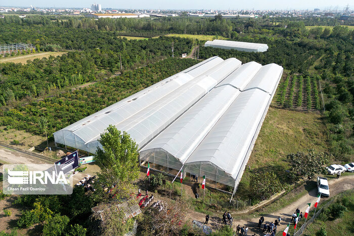 افزایش ۵۰ هزار تنی محصولات گلخانهای اصفهان در پرتو برنامه ریزی و تلاش