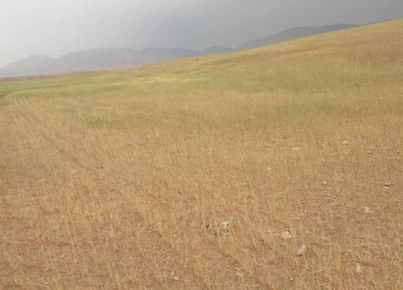 کاهش بارندگی و آسیب جدی به مزارع کهگیلویه و بویراحمد
