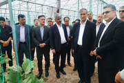 معاون وزیر جهاد کشاورزی: کشت گلخانه‌ای در راستای امنیت غذایی توسعه می‌یابد