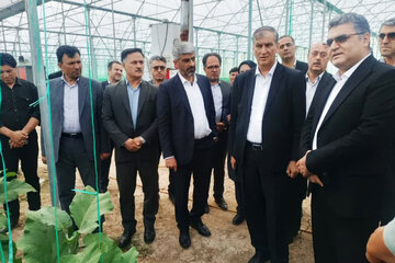 معاون وزیر جهاد کشاورزی: کشت گلخانه‌ای در راستای امنیت غذایی توسعه می‌یابد