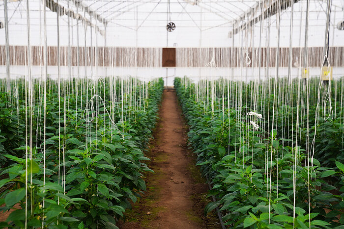 اردبیل؛ قطب نوظهور محصولات کم آب‌بر و صادرات‌محور