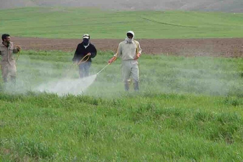 ۱۷۰ هزار هکتار از مزارع قزوین در برابر سن غلات آفت زدایی شد