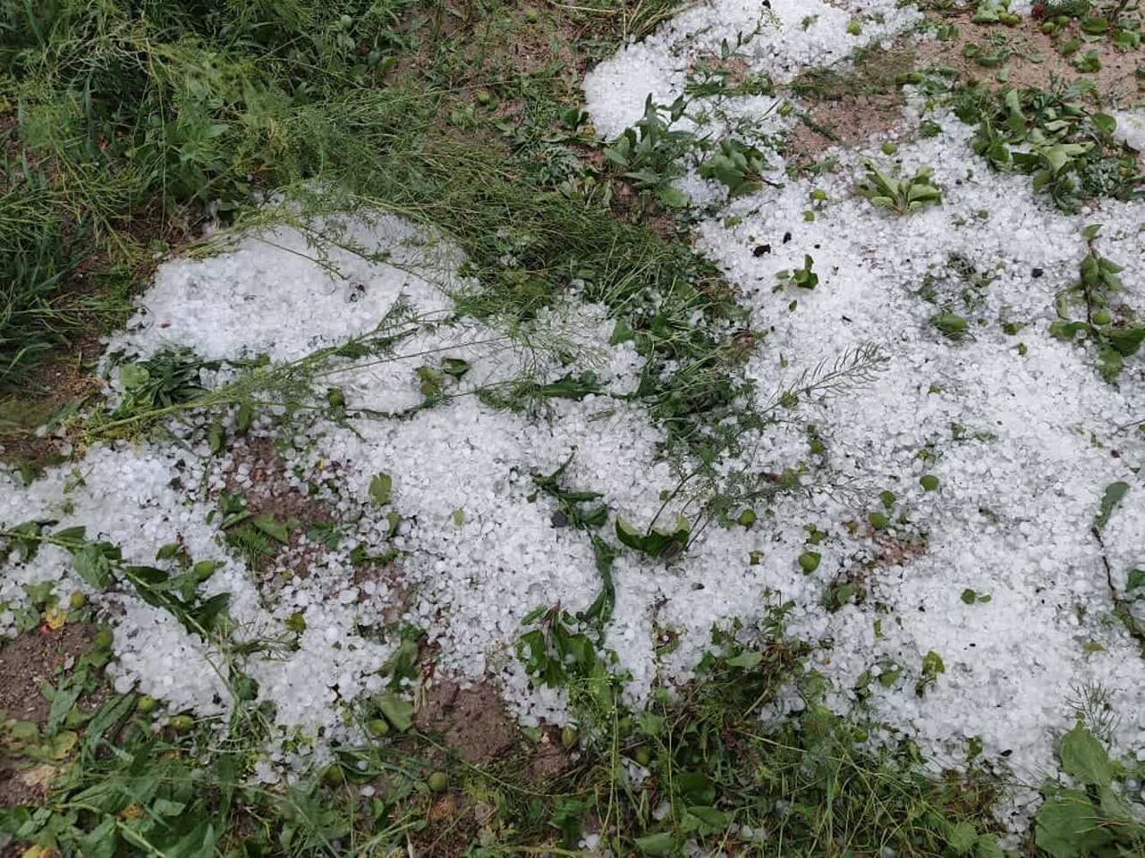 خسارت ۲۰ تا ۱۰۰ درصدی تگرگ به باغهای ملکان خسارت ۲۰ تا ۱۰۰ درصدی تگرگ به باغهای ملکان
