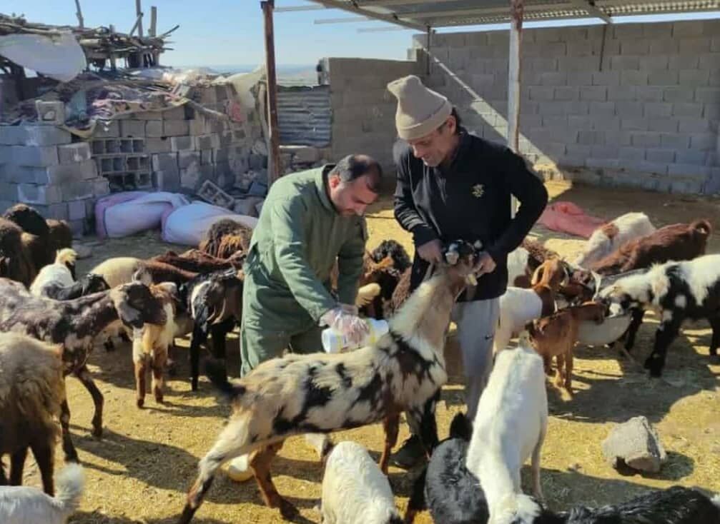 دامپزشکی بوشهر نسبت به شیوع بیماری تب کریمه کنگو هشدار داد دامپزشکی بوشهر نسبت به شیوع بیماری تب کریمه کنگو هشدار داد