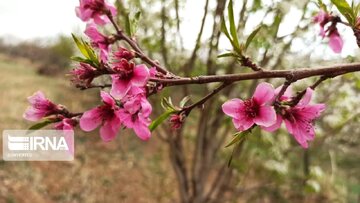 دمای گیلان افزایش می‌یابد