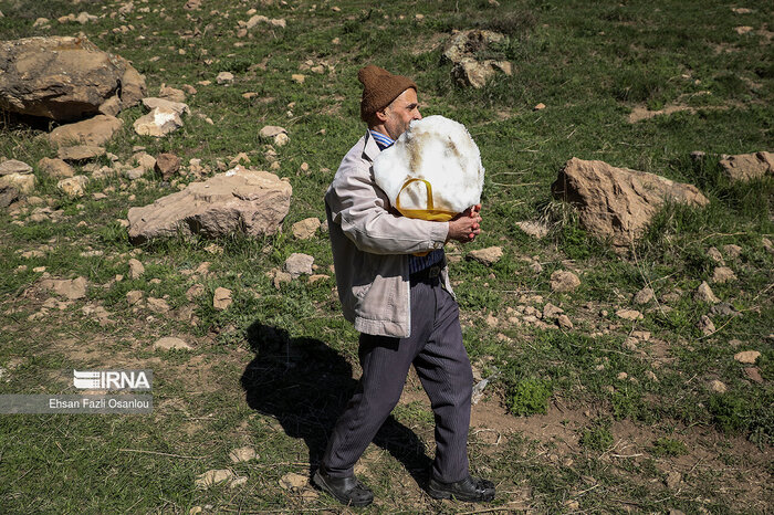 آیین «ورف چال» در آمل؛ از پادشاهی زنان تا حفظ سنت ۶۰۰ ساله
