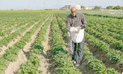 تامین امنیت غذایی با کشاورزی سنتی ممکن نیست 