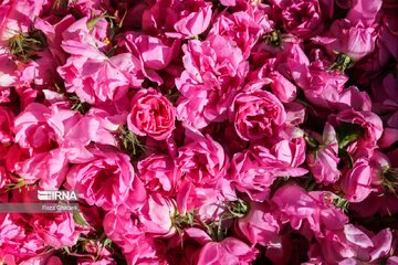 گیلان نیز به عطر گل‌محمدی آگین شد