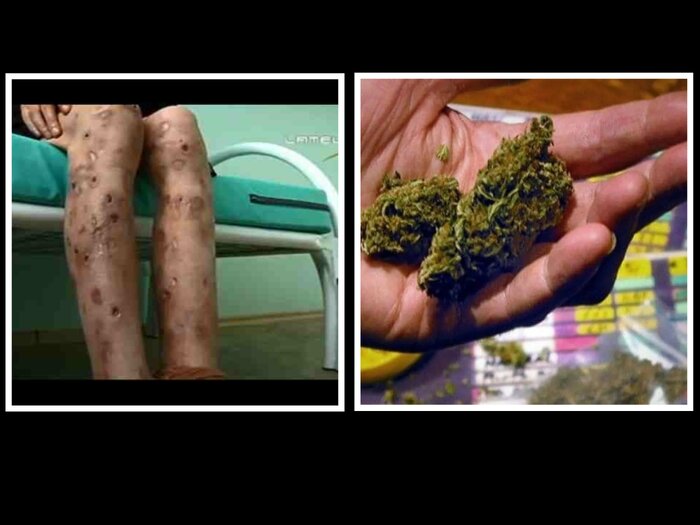 هشدار به خانوادهها و نسل جوان/ این گیاهان مخدرند