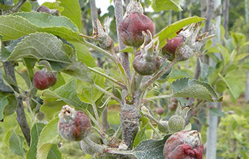 سرمازدگی به ۵۸ هزار و ۴۸۸ هکتار از محصولات زراعی همدان خسارت زد