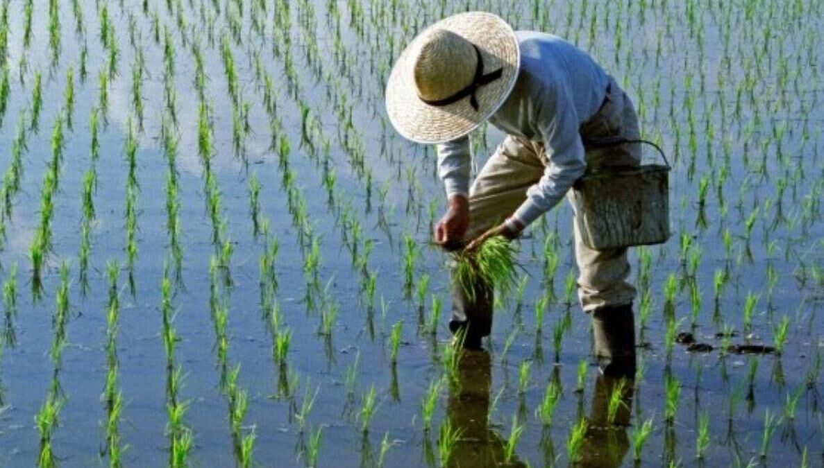 اجرای طرح مبارزه با «کرم ساقه‌خوار برنج» در ۱۰ هزار هکتار از شالیزارهای مازندران