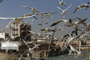 پروازِ شادی‌بخش