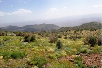 سه گونه گیاه دارویی در گچساران در معرض انقراض است