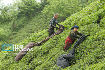 Tea harvesting in Gilan and Mazandaran Provinces