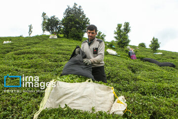 Tea harvesting in Gilan and Mazandaran Provinces