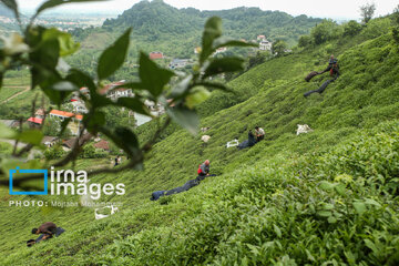 Tea harvesting in Gilan and Mazandaran Provinces