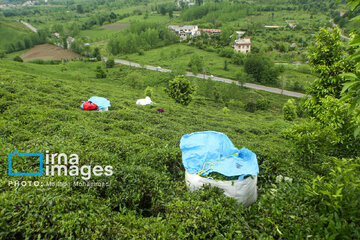 Tea harvesting in Gilan and Mazandaran Provinces