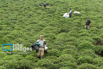 Tea harvesting in Gilan and Mazandaran Provinces