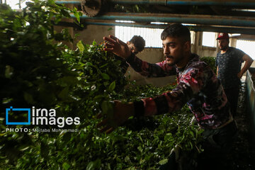 Tea harvesting in Gilan and Mazandaran Provinces