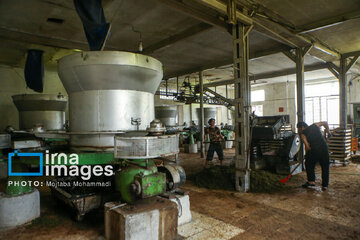 Tea harvesting in Gilan and Mazandaran Provinces