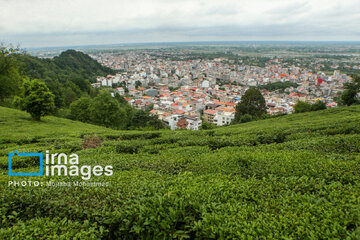 Tea harvesting in Gilan and Mazandaran Provinces