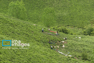 Tea harvesting in Gilan and Mazandaran Provinces