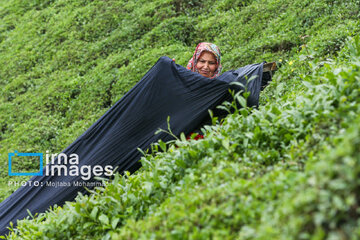 Tea harvesting in Gilan and Mazandaran Provinces