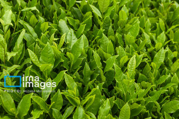 Tea harvesting in Gilan and Mazandaran Provinces