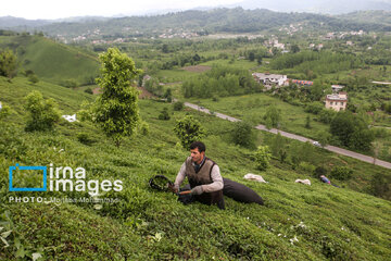 Tea harvesting in Gilan and Mazandaran Provinces