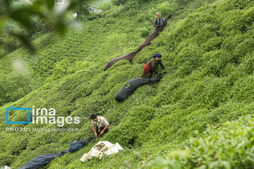 Tea harvesting in Gilan and Mazandaran Provinces